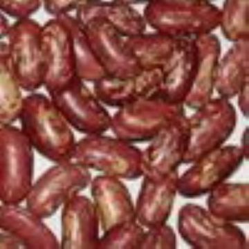 Red Speckled Kidney Beans,Purple Speckled Kidney Beans